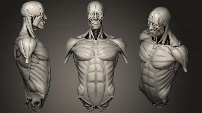 Анатомия скелеты и черепа (Исследование мышц туловища, ANTM_1125) 3D модель для ЧПУ станка
